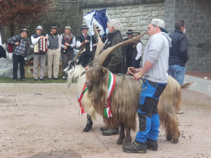 La Capra Orobica torna a Casargo il 23 e 24 novembre