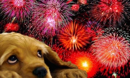 Botti di capodanno e animali: come comportarsi. I consigli di Ats