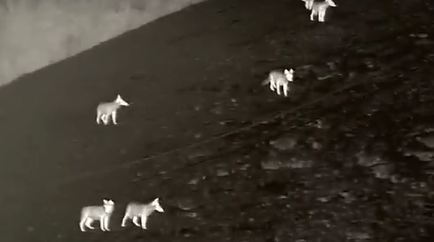 Sette lupi vicino alle case, Zamperini chiede un piano di contenimento