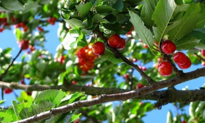 Frutteti in sicurezza con l'impianto antigrandine AntGran®