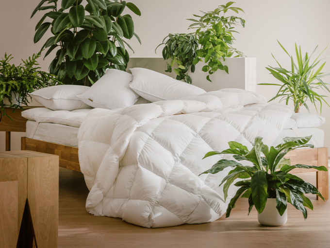 Dreamin*101: cento anni di sonno perfetto tra tradizione e sostenibilità