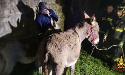 Asinella e cucciola in fuga: recuperate dai Vigili del fuoco