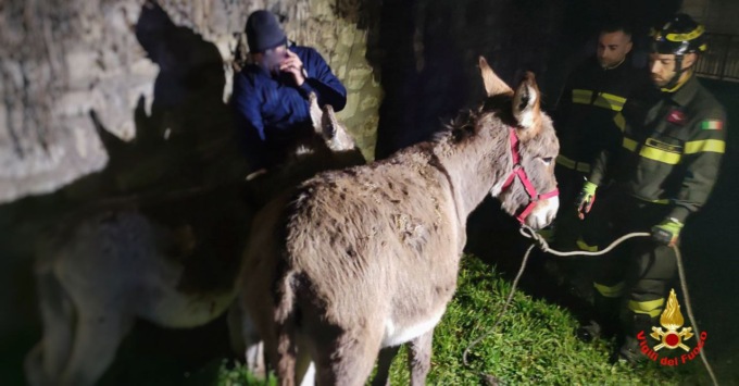 Asinella e cucciola in fuga: recuperate dai Vigili del fuoco