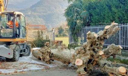 Abbattuti due platani al Lavello: è polemica a Calolzio