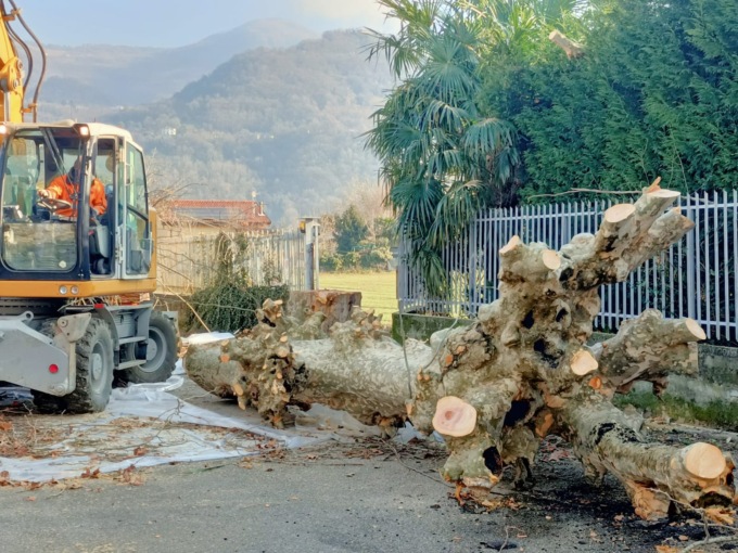 Abbattuti due platani al Lavello: è polemica a Calolzio