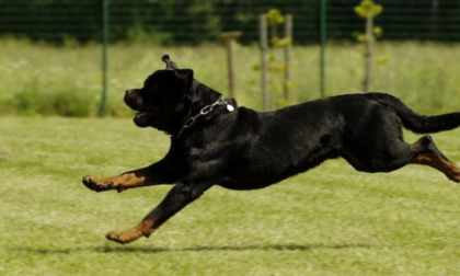 In Lombardia "patentino" per i cani potenzialmente pericolosi