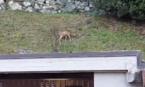 Capriolo vicino alle case a Valmadrera IL VIDEO