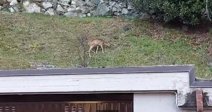 Capriolo vicino alle case a Valmadrera IL VIDEO