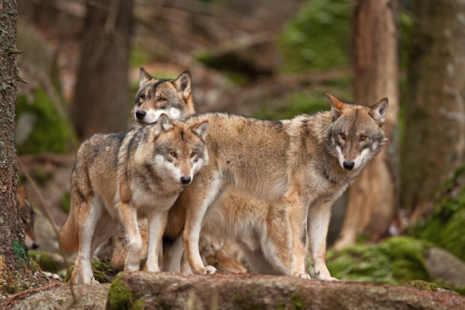 Lupi in Lombardia: nasce l’Osservatorio regionale grandi carnivori