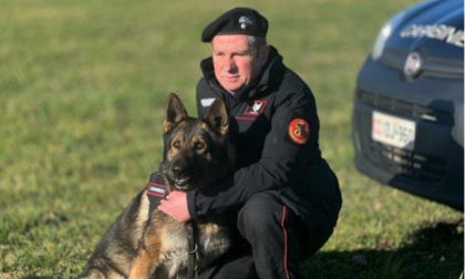 Ocsi, il cane eroe dei Carabinieri va in pensione dopo 9 anni