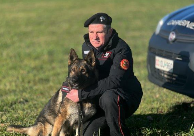 Ocsi, il cane eroe dei Carabinieri va in pensione dopo 9 anni