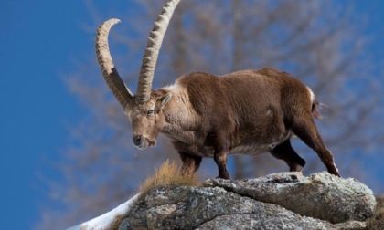 1300 esemplari di stambecco nel Parco delle Orobie