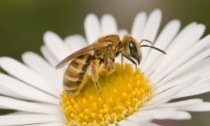 Proteggi la Biodiversità con WWF Lecco e il Parco Monte Barro