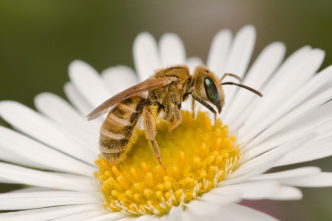 Proteggi la Biodiversità con WWF Lecco e il Parco Monte Barro