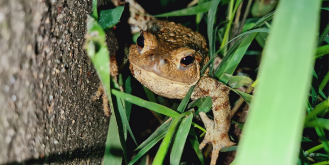 Campagna di salvataggio dei rospi del Moregallo