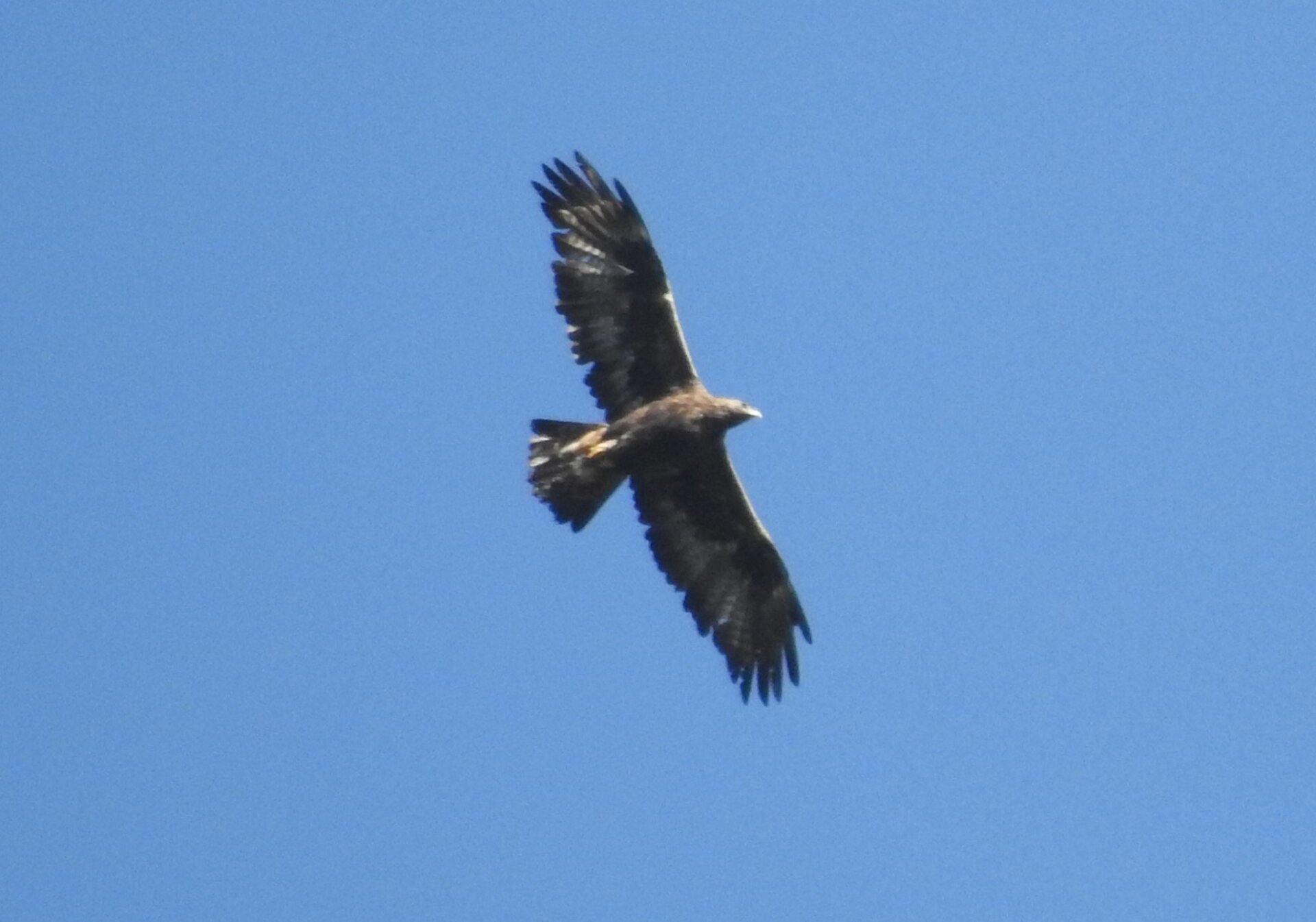 aquila reale adulto (Francesco Ornaghi)