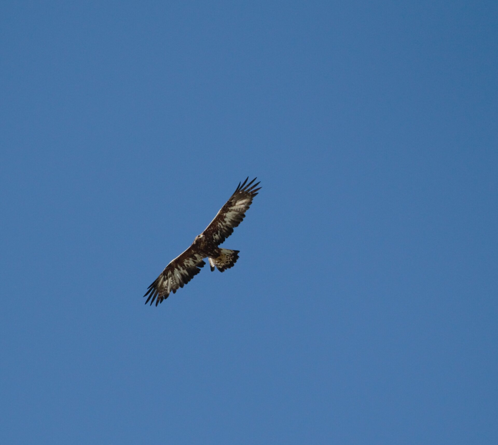 aquila reale immaturo (Francesco Ornaghi)