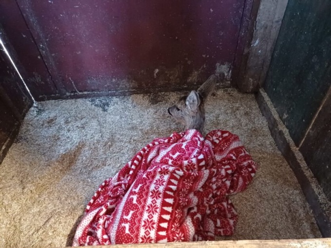 Capriolo ferito recuperato a Dorio