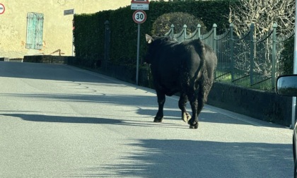 Toro in fuga nel Casatese, ricerche in corso da parte delle forze dell’ordine