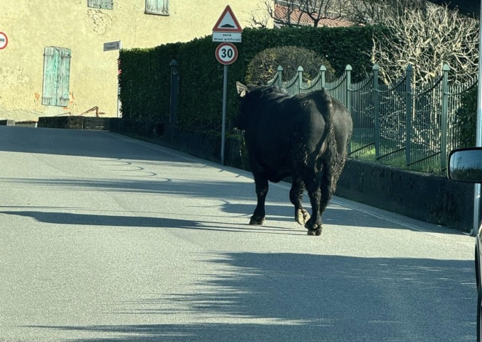 Toro in fuga nel Casatese, ricerche in corso da parte delle forze dell’ordine
