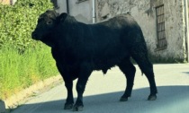Toro fuggito e abbattuto e Oggiono: "Era un pericolo"