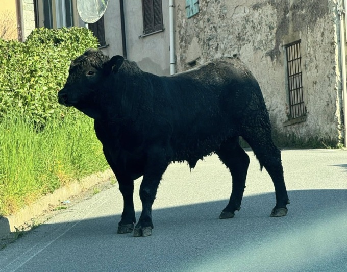 Oggiono: toro in fuga per il paese ferisce una donna