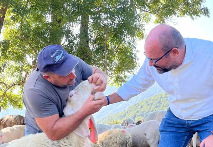 Blue Tongue,  piano di vaccinazione obbligatoria: 11.550 dosi ad Ats Brianza