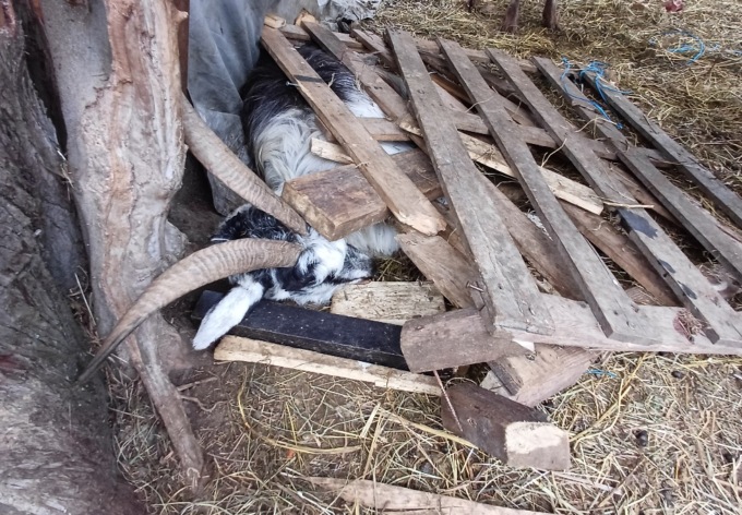 Allevamento non a norma nel Lecchese, sequestrati 30 animali