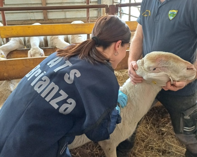 Blue Tongue: partita la vaccinazione