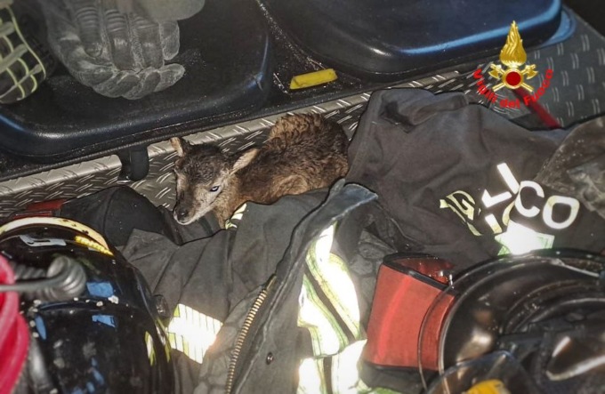 Oliveto Lario, cucciolo di muflone salvato dai Vigili del fuoco