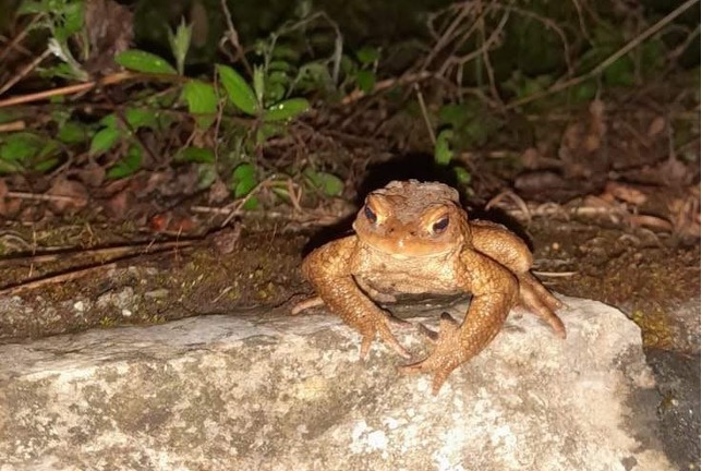 Moregallo: si cercano volontari per il salvataggio dei rospi