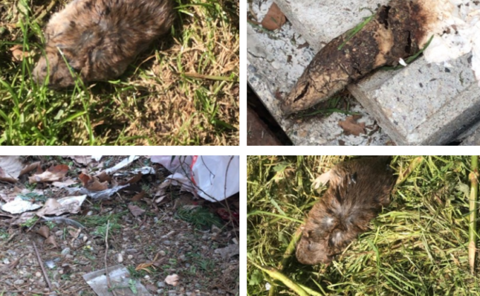 Lecco: topi morti e sporcizia nell’aiuola davanti al teatro
