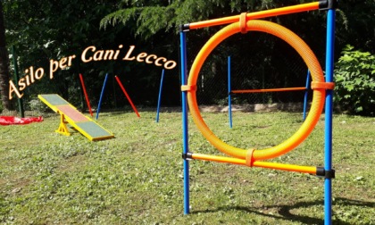 Due incontri gratuiti per gli amanti dei cani a Vercurago con l’Asilo per Cani Lecco