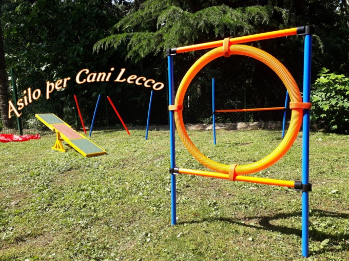 Due incontri gratuiti per gli amanti dei cani a Vercurago con l’Asilo per Cani Lecco