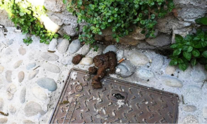 “Dacci un taglio!”: l’appello salva-parchi contro le deiezioni canine ad Abbadia