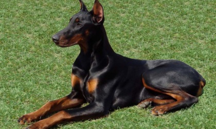 Aggressioni del dobermann a Oliveto Lario: ATS Brianza chiede il sequestro del cane e segnala il caso alla Procura