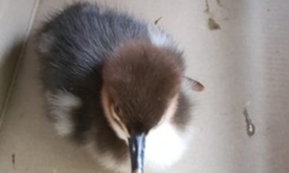 Lecco, animali selvatici salvati grazie ai cittadini e alla Polizia provinciale
