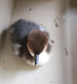 Lecco, animali selvatici salvati grazie ai cittadini e alla Polizia provinciale