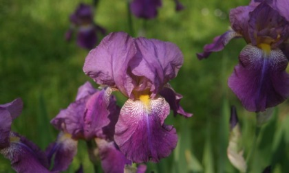 Giornata Mondiale della Biodiversità: un inno alla natura nel giardino botanico a Calolziocorte
