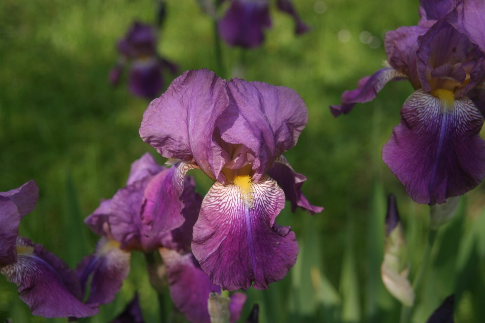 Giornata Mondiale della Biodiversità: un inno alla natura nel giardino botanico a Calolziocorte Iris mostosi 1