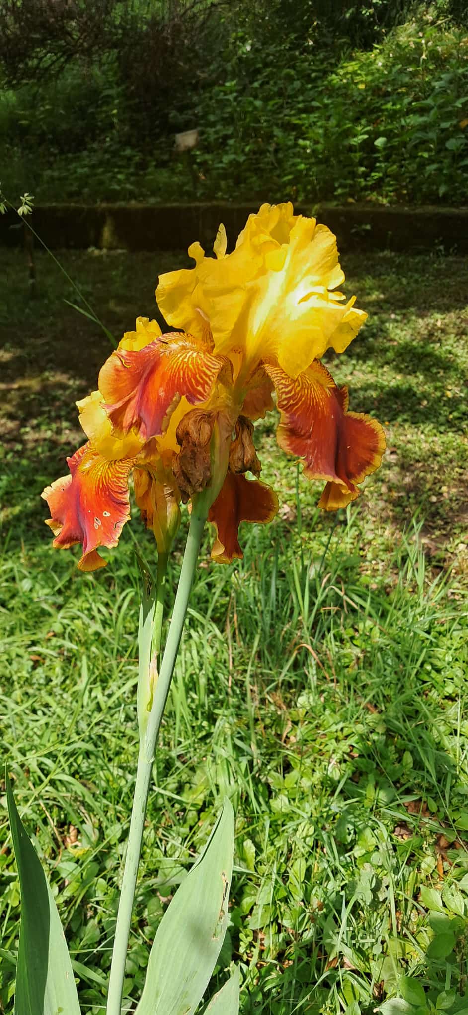 Iris mostosi 3