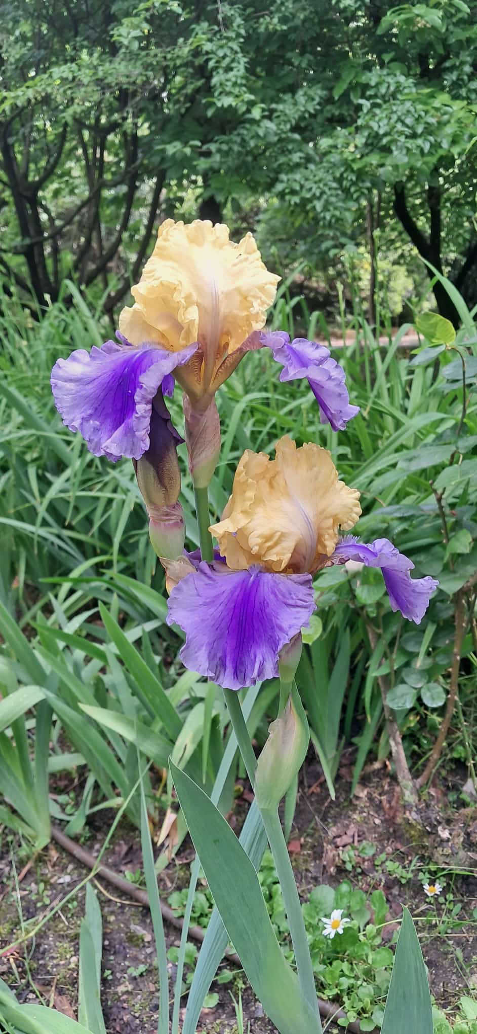 Iris mostosi 4