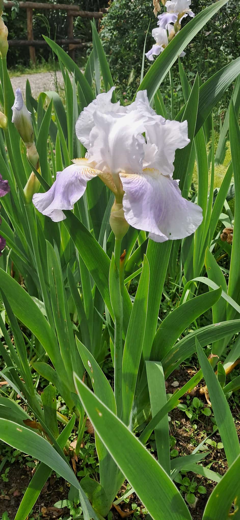 Iris mostosi