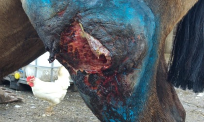 Pasturo, cavalla gravida aggredita da un lupo