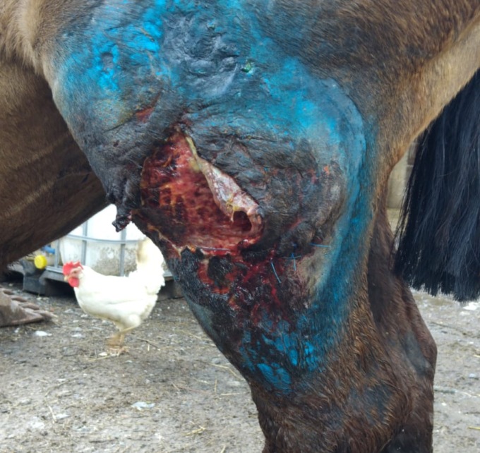 Pasturo, cavalla gravida aggredita da un lupo
