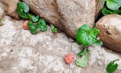 Polpette avvelenate in giardino: paura per i cani