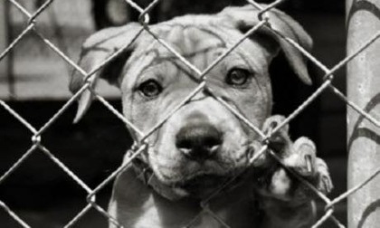 Reati contro gli animali: pene più severe con la "Legge Brambilla"