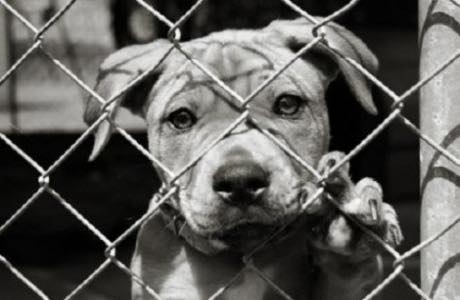Reati contro gli animali: pene più severe con la “Legge Brambilla”