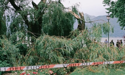 Travolto da un albero a Colico, il Codacons presenta un esposto alla Procura di Lecco