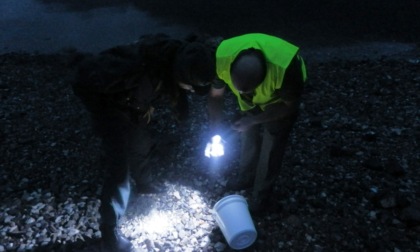Provincia di Lecco: Salvati oltre 31.000 rospi grazie all’impegno dei volontari nella tutela degli anfibi